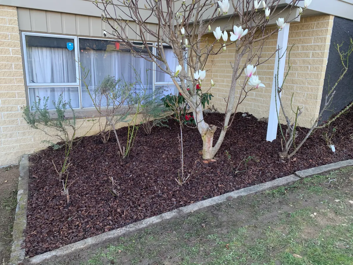 Freshly mulched garden bed under a flowering magnolia